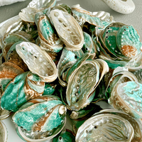 15 coquilles d'ormeau grandes de 2''-3'' en gros, couleur sauge, coquilles d'ormeau brûlées