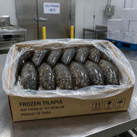 Tilapia entière congelée, emballée sous vide, pour la restauration
