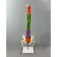 Modèle de vertèbres et colonne vertébrale colorées de 45 cm, modèle d'anatomie du squelette humain pour l'enseignement des articulations