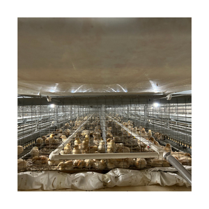 Volaille ferme <span class=keywords><strong>jour</strong></span> vieux bébé <span class=keywords><strong>poussin</strong></span> incubateur Cage <span class=keywords><strong>à</strong></span> poulet <span class=keywords><strong>à</strong></span> <span class=keywords><strong>vendre</strong></span> - Product Image 4