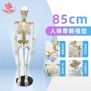Modèle de squelette humain de 85 cm FRT005 : Méthode pédagogique pour l'assemblage de la moelle épinière, comprend un nerf spinal et un modèle squelettique - Product Image 1