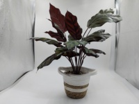 Plante artificielle Calathea en pot, style panier tressé, décoration tropicale sans entretien pour la maison, les bureaux, les entrées, les étagères, les bureaux et les hôtels
