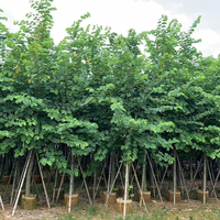 Arbre de Bauhinia à fleurs de carthame, fournisseur professionnel, grand arbre de Bauhinia Blakeana pour la décoration de jardin, plantes ornementales