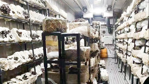 Système d'agriculture en conteneur de 40 pieds pour la culture de champignons Shiitake, conteneur d'agriculture, salle de culture, ferme intelligente, hydroponie, conteneur, application/WiFi - Product Image 6