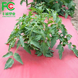 Rouleau de film de paillis rouge en plastique PE Papier de <span class=keywords><strong>paillage</strong></span> Feuilles de couverture de sol pour la culture des <span class=keywords><strong>tomates</strong></span> - Product Image 3