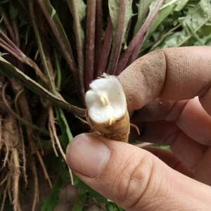 生乾燥ルースバルク供給タンポポ茶カットまたは全純粋なTaraxaci Folium特殊スリミングティーカップ真空パック - Product Image 6