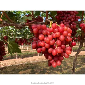 Fresh High Quality Export Supplier Fresh Red Globe Grapes