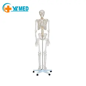 Special resources for medical teaching PVC material 180 cm life-size anatomy skeleton human skeleton model