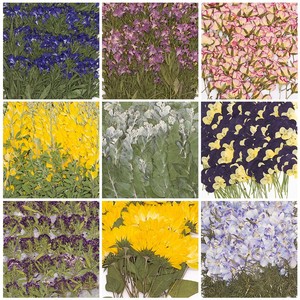 500 pièces/paquet de fleurs séchées, tiges de fleurs pressées, botaniques, artisanales, réalistes, éternelles, naturelles, marque-pages, cadre, Saint-Valentin - Product Image 2