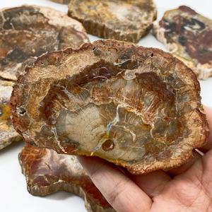 Vente en gros de plaques de bois fossile naturel poli, éclats de bois pétrifié, spécimens, thème Feng Shui et Bouddhisme, haute qualité - Product Image 5