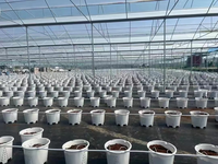 Serre de grande taille à prix d'usine, serre multispan personnalisée, serre multispan en plastique durable, qualité supérieure, vente chaude