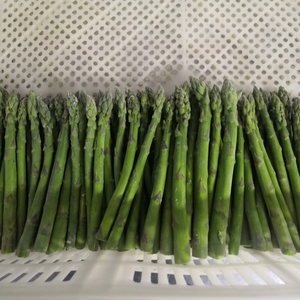 Espárragos Verdes Congelados al Vapor IQF, Tamaño Mediano, 8-12 mm, Certificación HACCP, para la Industria Hotelera y Suministros de Servicios de Alimentos a Granel - Product Image 1