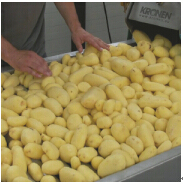 Linee di produzione per il lavaggio e il taglio delle patate macchina per la pulizia di patate e zenzero lavatrice per patatine - Product Image 5
