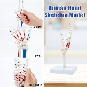 Modelo Anatómico <span class=keywords><strong>de</strong></span> Articulación <span class=keywords><strong>de</strong></span> la Mano Humana en Exhibición, Modelo Médico para Educación del Paciente y Entrenamiento Médico, Modelo Realista con Certificación CE/ISO - Product Image 2