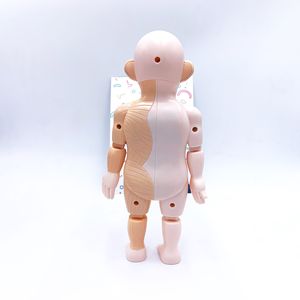 Modè<span class=keywords><strong>le</strong></span> du <span class=keywords><strong>corps</strong></span> <span class=keywords><strong>humain</strong></span> pour enfants, kit scientifique, projets de biologie pour enfants, jouets, kit scientifique du <span class=keywords><strong>corps</strong></span> <span class=keywords><strong>humain</strong></span>, jeux d'assemblage pour enfants - Product Image 5