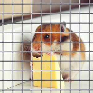 Nhiệt Độ Cao Bằng Thép Không Gỉ Nhỏ Mở Dây Lưới Hàng Rào - Product Image 4