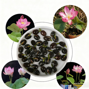 Origine du Nénuphar Facile à cultiver et à faire fleurir toute l'année - Product Image 2