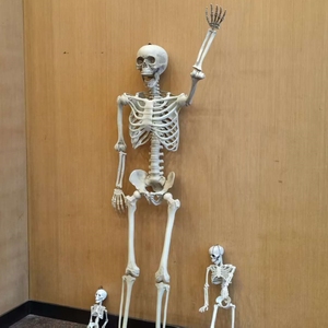 Esqueletos Humanos de Tamaño Real de 153 cm para Casa Embrujada, Articulaciones Ajustables, Accesorios para Disfraces de Halloween - Product Image 1