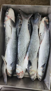 <span class=keywords><strong>ปลา</strong></span>กระบอกสีเทาแช่แข็งอาหารทะเลแช่แข็ง - Product Image 6