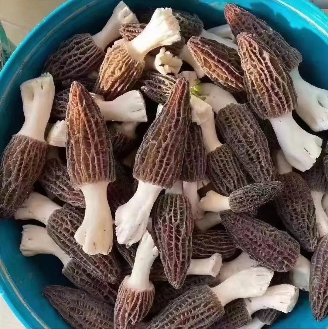 Yang du jun wholesale Wild fresh morchella morel mushrooms wholesale price