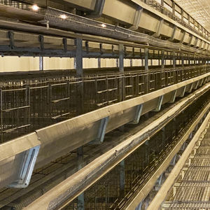 Gallinas <span class=keywords><strong>de</strong></span> <span class=keywords><strong>gallo</strong></span> automáticas Capa <span class=keywords><strong>de</strong></span> cría mixta Jaula <span class=keywords><strong>de</strong></span> batería <span class=keywords><strong>de</strong></span> pollo Equipo <span class=keywords><strong>de</strong></span> cría para poner Pollo <span class=keywords><strong>de</strong></span> 20000 capas - Product Image 3