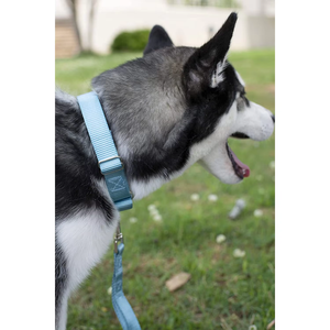 Collier de dressage pour chien NIBAO en nylon robuste, type slip et martingale - Product Image 6