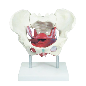 Modello Anatomico in Plastica del Bacino Femminile con Muscoli del Pavimento per Educazione Medica - Product Image 5