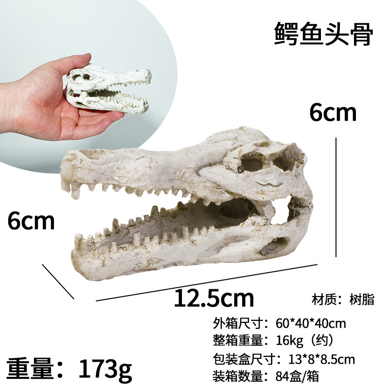 Crâne de crocodile