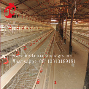 Cage à poulet de type h de Offre Spéciale pour poussins de <span class=keywords><strong>1</strong></span> <span class=keywords><strong>jour</strong></span> - Product Image 6