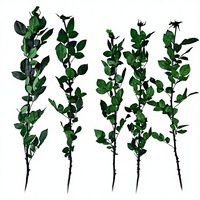 Vente en gros usine : Branches de roses naturelles stabilisées, décoration longue durée pour la Fête des Mères, la remise des diplômes et Noël, 3-5 ans, 65 cm