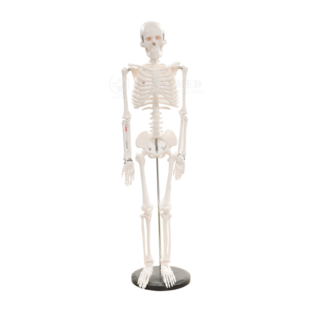 SY-N021 Best Price Medical Education Subject Human Skeleton Model for School Teaching