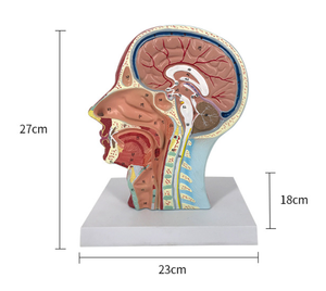 علم طبي-نموذج تشريحي طبي للعصب العضلي الضحل مع الأعصاب والأوعية الدموية بجودة عالية - Product Image 5