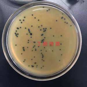 Calidad confiable Mejora la inmunidad 2 mil millones Clostridium Butyricum Alimento para peces Blanco Shandong Alimento para peces de alta pureza Maltodextrina - Product Image 5