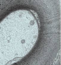 50〜400メッシュ輸入ニッケルメッシュカーボンコーティングサポートフィルム伝送電子顕微鏡グリッド - Product Image 5