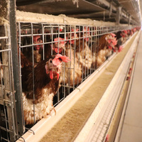 Nouveaux produits personnalisés vente directe de cages de batterie de haute précision équipement de cage de volaille automatique durable layin pour chicke de couche