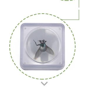 Timbre-monnaie petit insecte observation carré couvercle supérieur et inférieur boîte loupe - Product Image 3