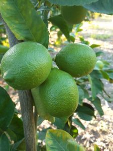 100% Limones sin semillas frescos naturales Vietnam Venta al por mayor Agricultura Premium Suministro de calidad superior - Product Image 6