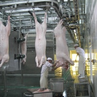 Usine d'Abattage de Porcs Standard avec Équipements de Traitement de Viande de Porc
