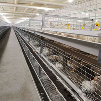 Cage d'Élevage Type A Type H pour Poussins et Poulettes de 1 Jour, Capacité de 10 000 Oiseaux