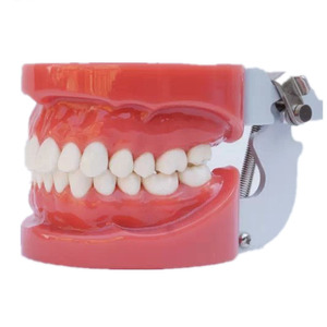 Modello Dentale <span class=keywords><strong>Standard</strong></span> 28 Pezzi in Cera Dura per Gengive Prodotto Medico Scientifico - Product Image 1