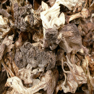 Lyophyllum Decastes, Hongo Silvestre Comestible Puro y Seco, de Bozhou, China, para la Preparación de Pollo Frito, en Venta - Product Image 2