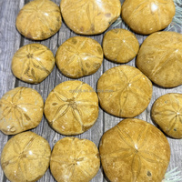 Épine de mer polie, spécimen naturel bien conservé, fossile de sand dollar, épine de mer étoilée, pour collection de paléontologie