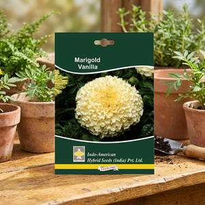 Flores Secas Híbridas IAHS MARIGOLD Color Blanco Paquetes de 1000 Semillas India - Product Image 2
