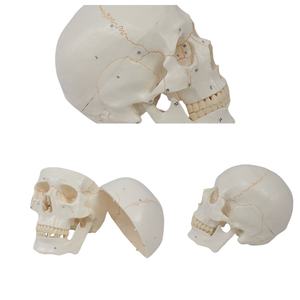 하이 퀄리티 20x14.5x17.5CM PVC 인간 두개골 모델 봉합사 의료 교육 및 과학 번호 - Product Image 6