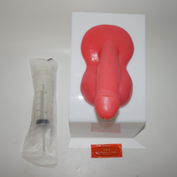 Médico humano interna y externa órgano Genital modelo de simulación en la educación