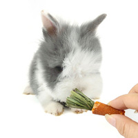 Hot verkopende Timothy Wortel Hamster Kauwspeeltje Natuurlijk Gezond Konijnenvoer Hoog Eiwitgehalte Cavia Chinchilla Groente Fruit