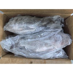 Tilapia Congelata IQF per il Mercato UE, Pesci Tilapia Congelati 350-550g, 550-750g, Tilapia Congelata Eviscerata e Sconchigliata - Product Image 2