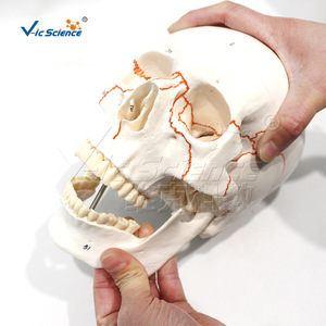 Modelo de cráneo con suturas numeradas; diagrama esquemático de la estructura del cráneo; modelo para enseñanza y formación en laboratorio. - Product Image 3