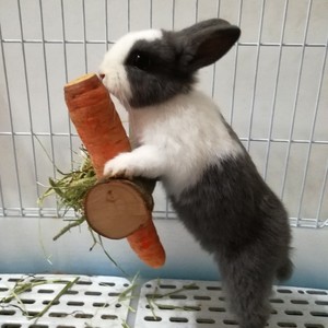 Juguete multifuncional de paja de heno de manzanilla para conejos y cobayas, con soporte para alimentos y mordedor molar - Product Image 3