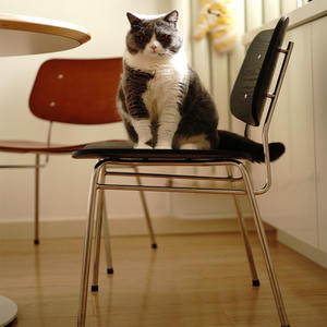 Dining Chair Solid Wood <b>Walnut</b> Color Stable Design For Home Living Room And Dining <b>Table</b> Use - Product Image 1